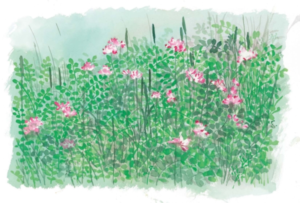 第35回　安野光雅「京都御苑の花」